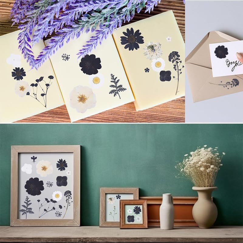 Xinxinran 40Pcs Black Dried Pressed Flowers for Crafts, Dry Flower Kit for Resin Molds,Epoxy Resin Accessories,Bookmark,Nails, Jewelry Molds,Candle Making Supplies,Soap,Cake - Image 3